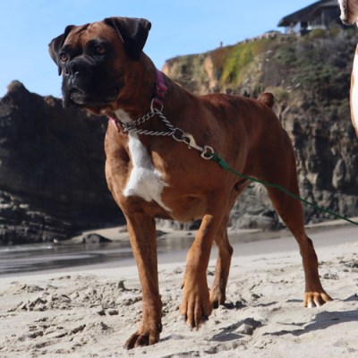 Is a Boxer a good guard&nbsp;dog?