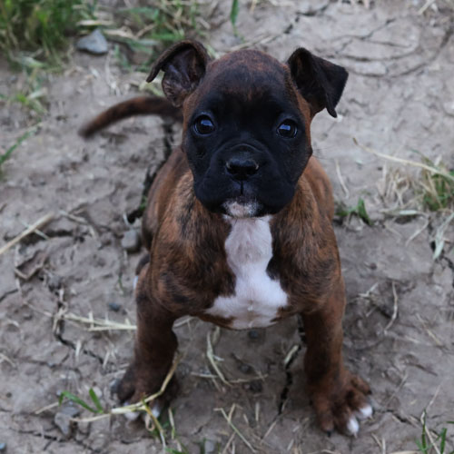 female brindle puppy boxer