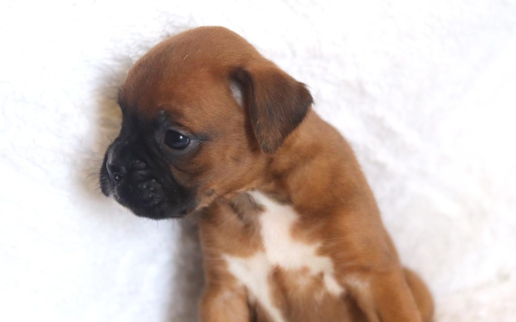 Female Boxer AKC