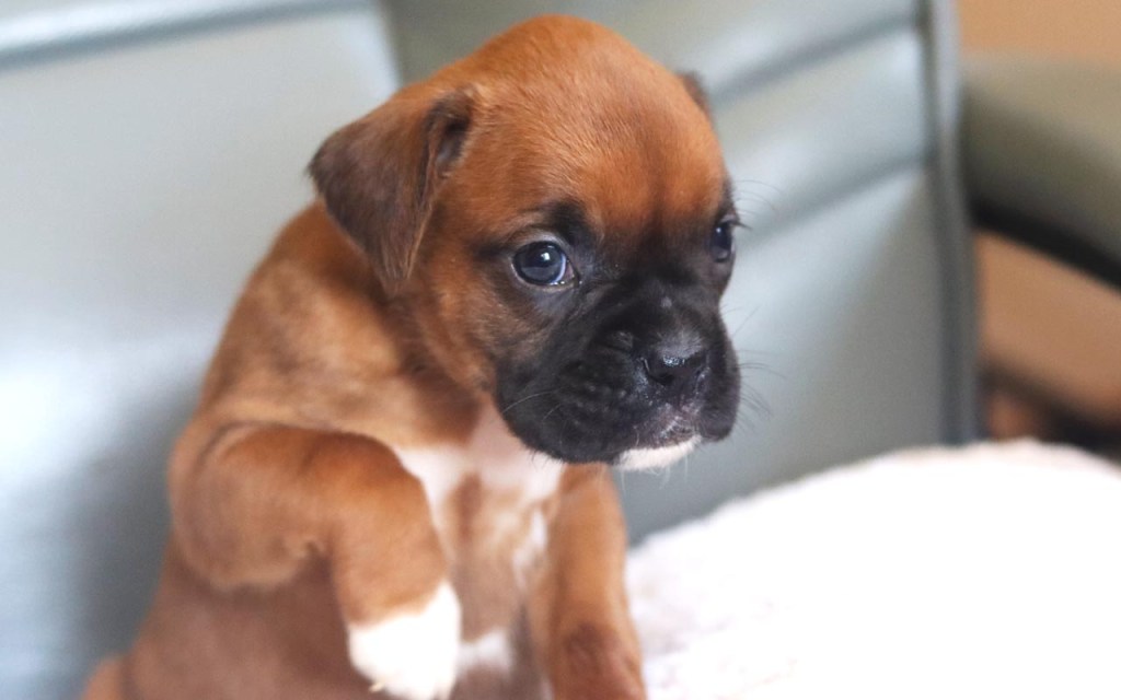Female Boxer AKC