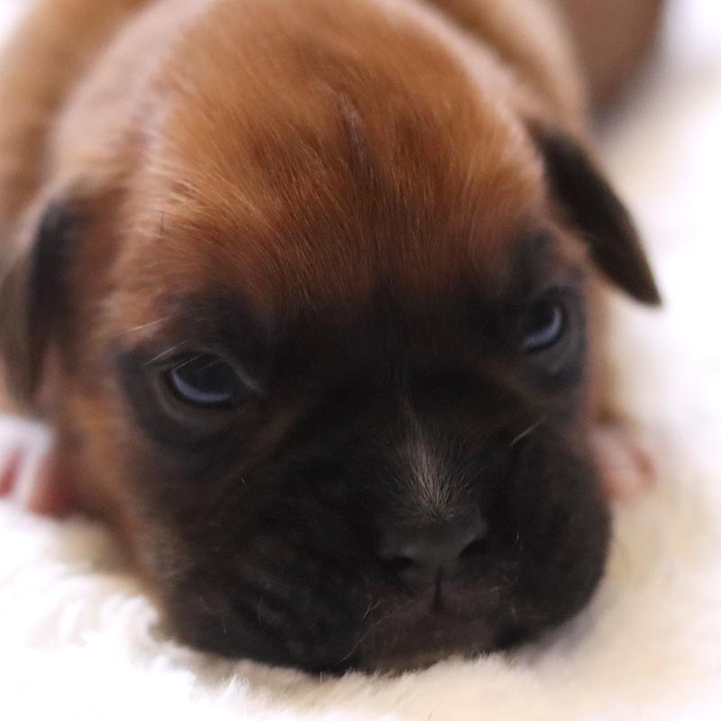 How much should I pay for a Boxer&nbsp;puppy?