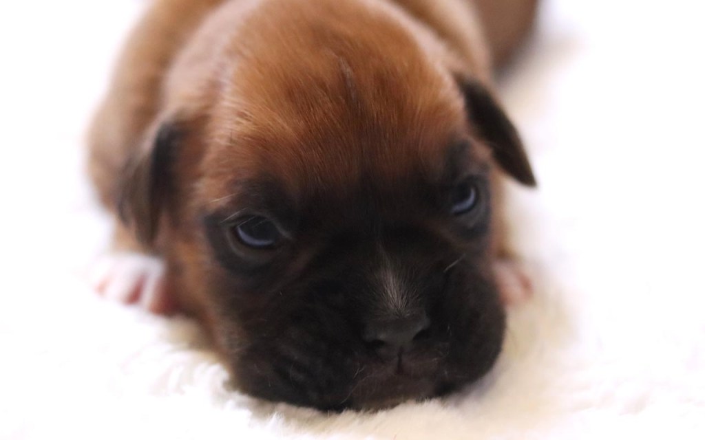 How much should I pay for a Boxer&nbsp;puppy?