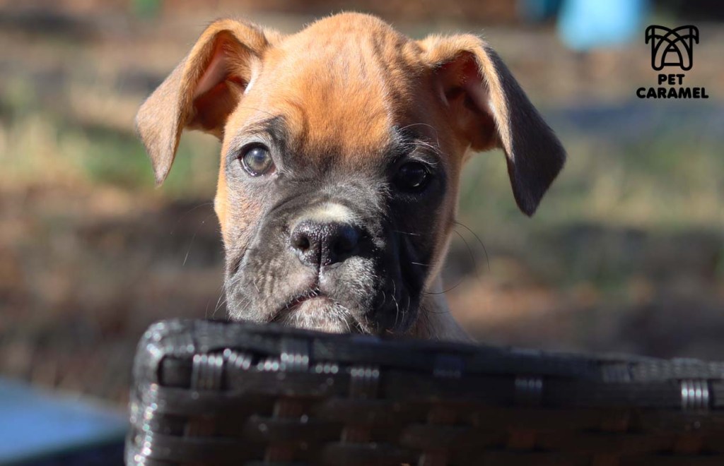 boxer dog first time owner
