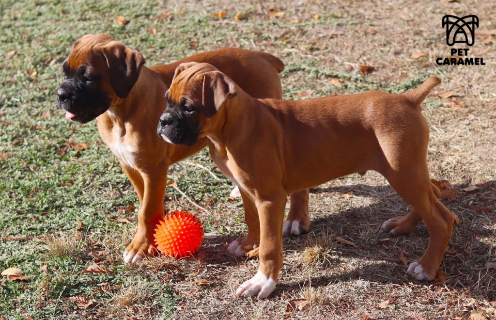 Boxer Puppies are a great choice for first time owners
