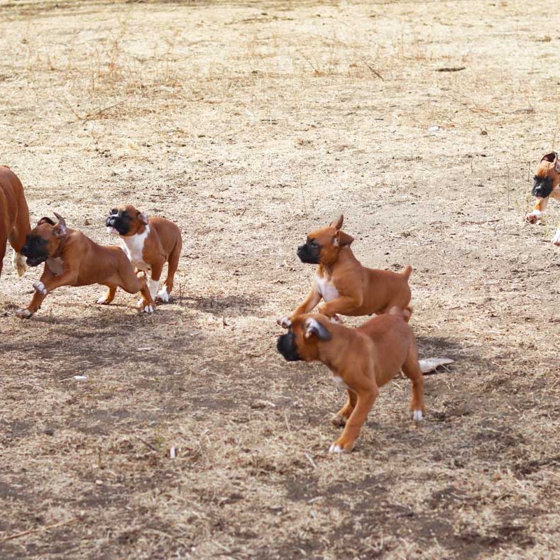 Is a Boxer Dog good for first time dog&nbsp;owner?