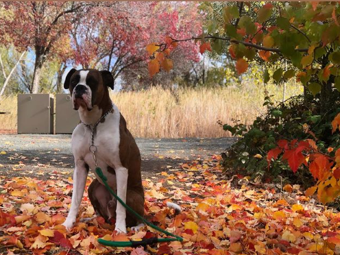 wonderful boxer guard dog