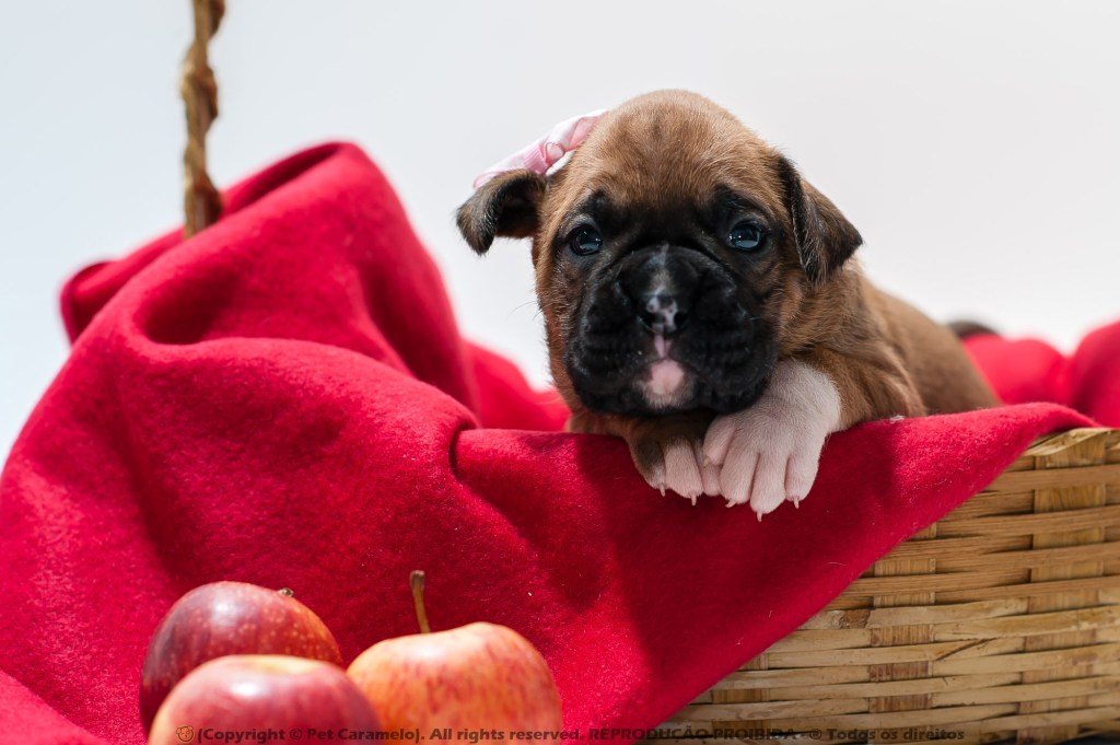 A Boxer Puppy’s Care and&nbsp;Guide