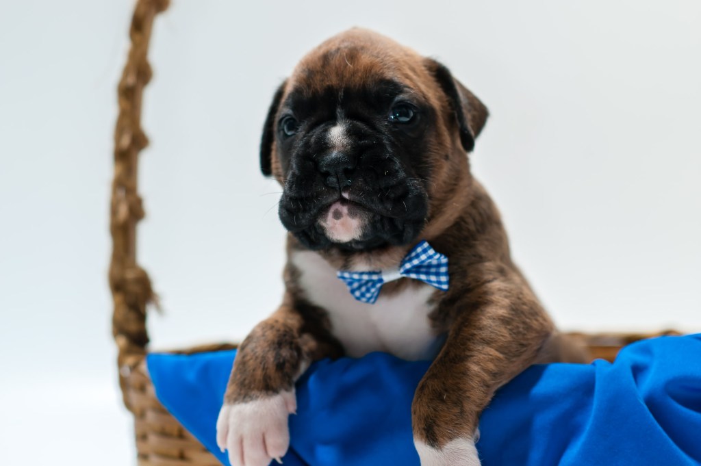 Boxer Breeder in California - Pet Caramel