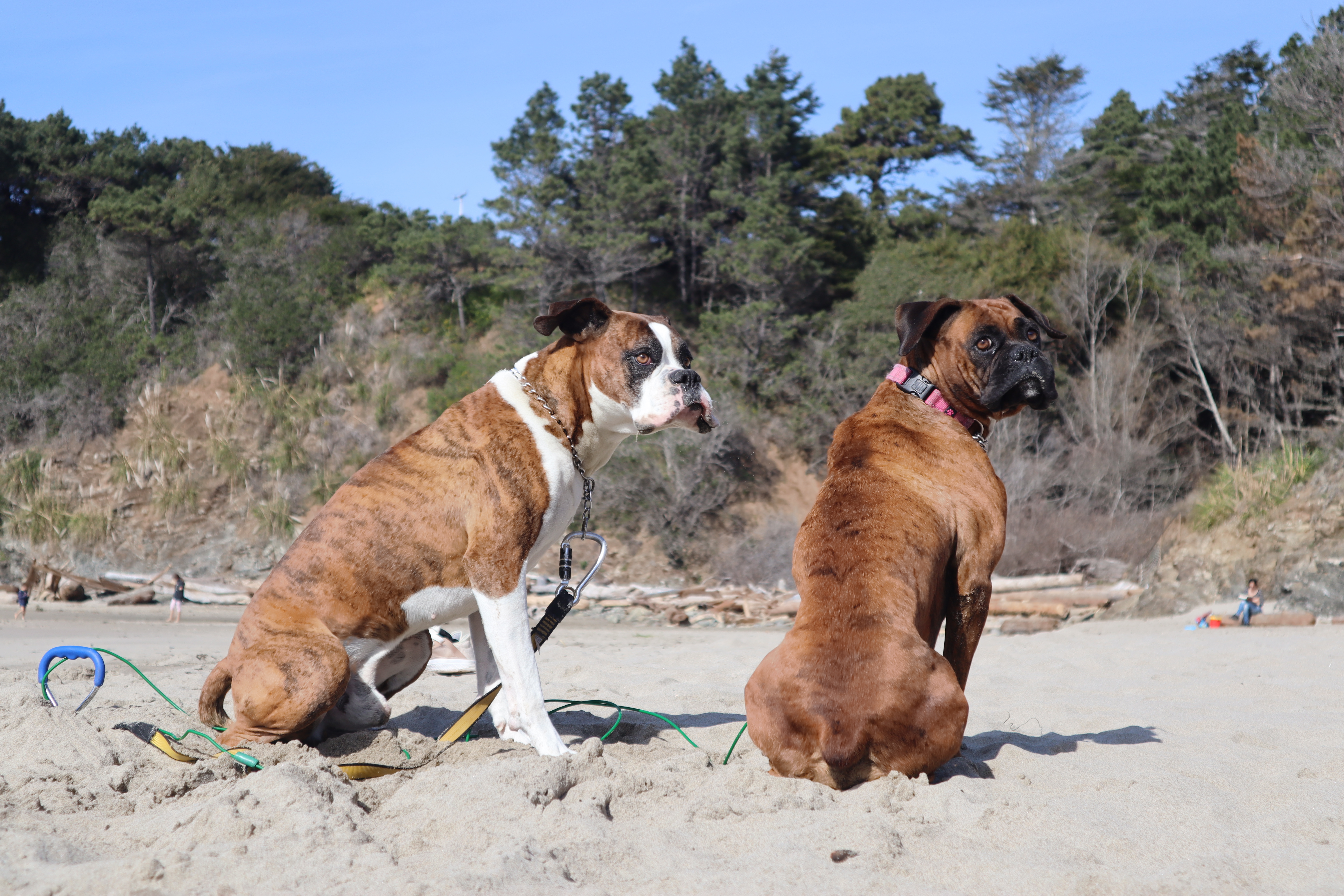 two beautiful boxers at Gualala Beach in California
