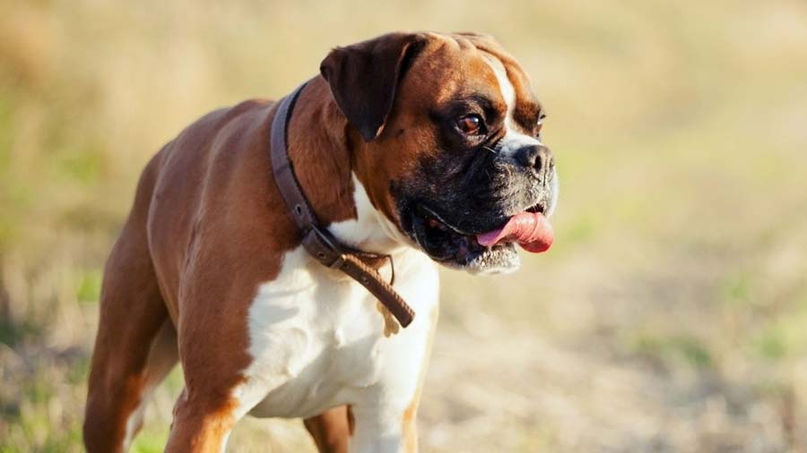 German Boxer Dog