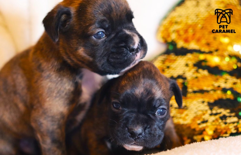 Brindle Boxer Puppy AKC for sale in California - Male and Female