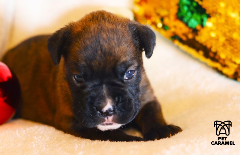 Brindle Boxer Puppy AKC for sale - Male