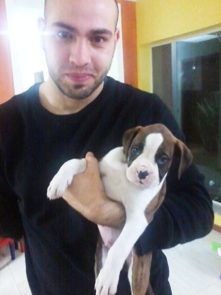 Boxer Breeder with great reputation