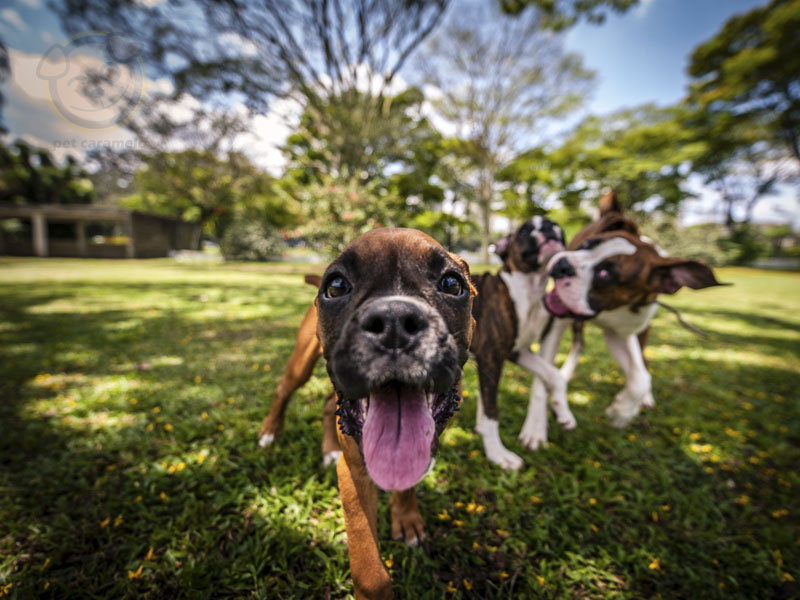 Boxers dogs playing with camera in California
