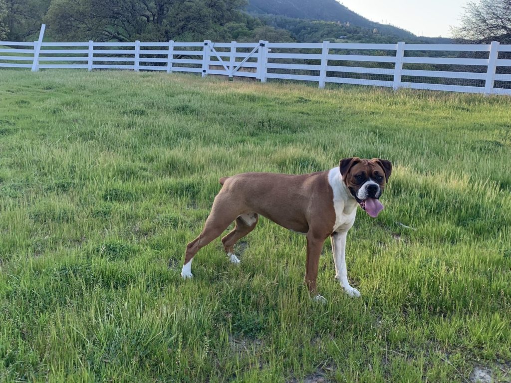 American Boxer Dog