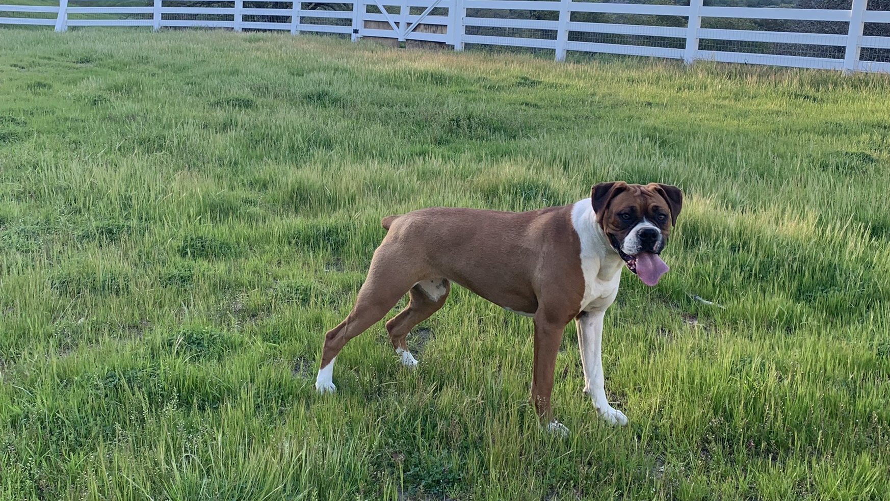 tango is a boxer guard