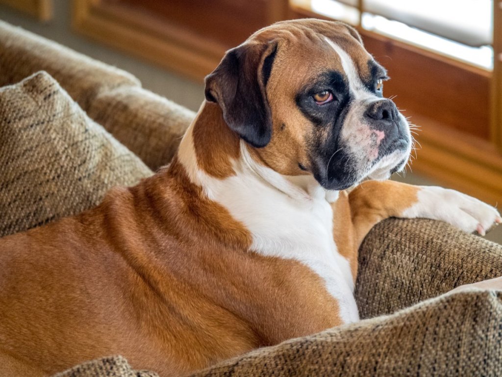 Adult Boxer dog resting in a dog bed