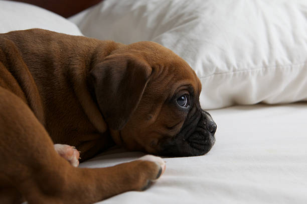boxer puppy in a bed
