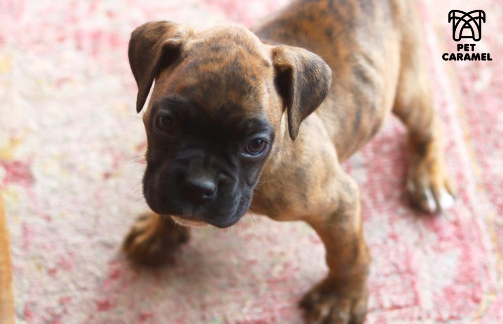 Beautiful Boxer puppy brindle for sale looking at the camera
