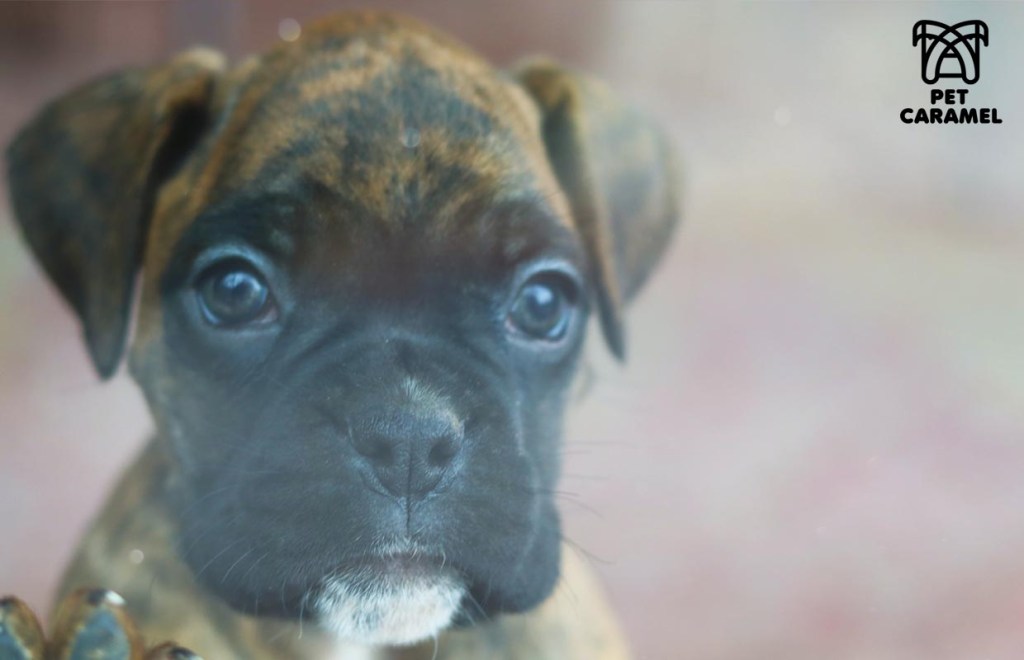 female boxer brindle akc for sale