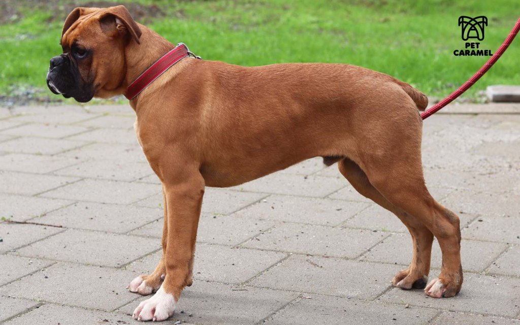 boxer akc puppy for sale near me