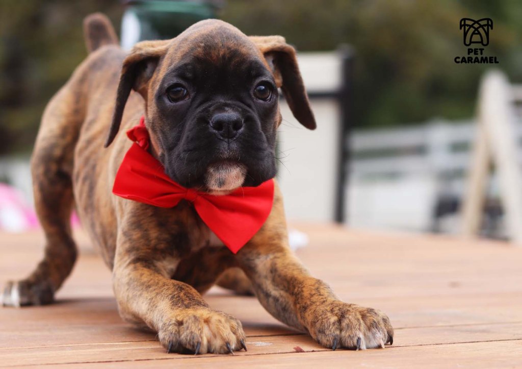 Brindle Female AKC Boxer for sale in the bay area