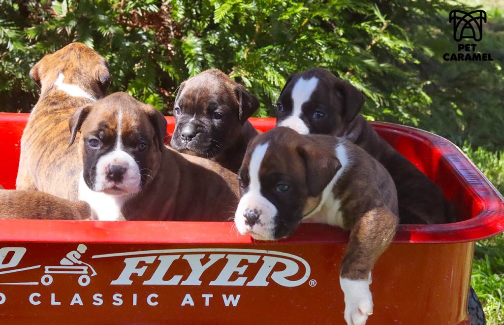 FEMALE BRINDLE and European puppies