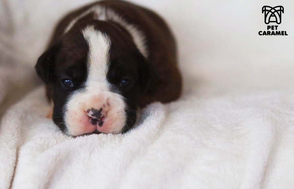 Great Boxer Dog Breeder in California - Female Brindle European