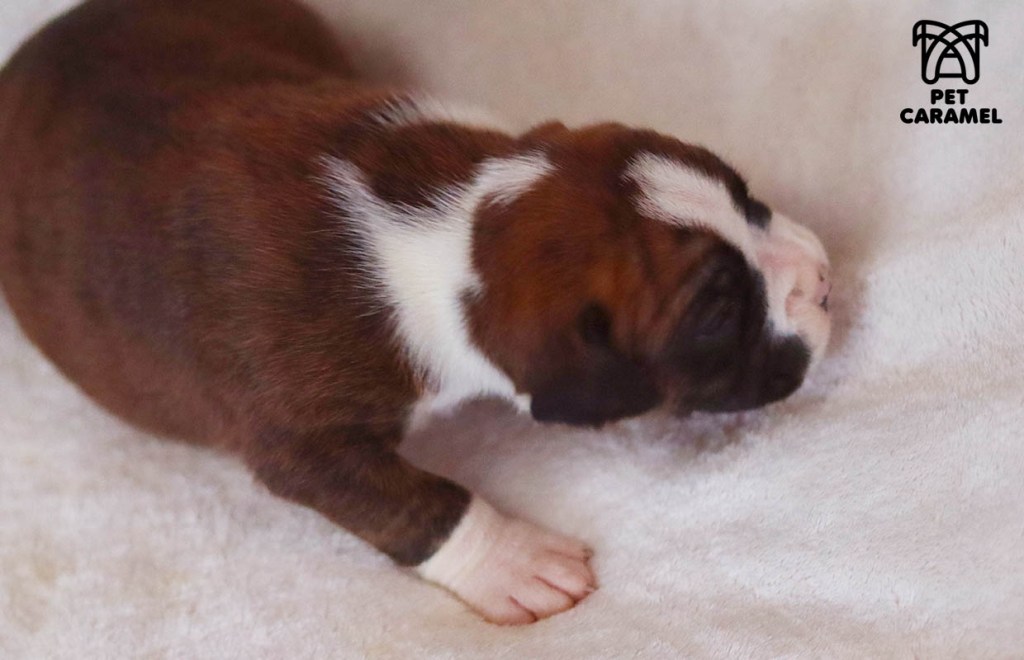 European Male Boxer Puppy for Sale in San Francisco - CA