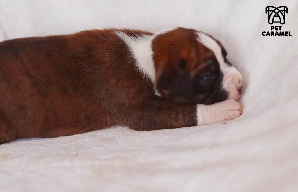 Male Boxer Puppy for Sale in San Francisco - CA