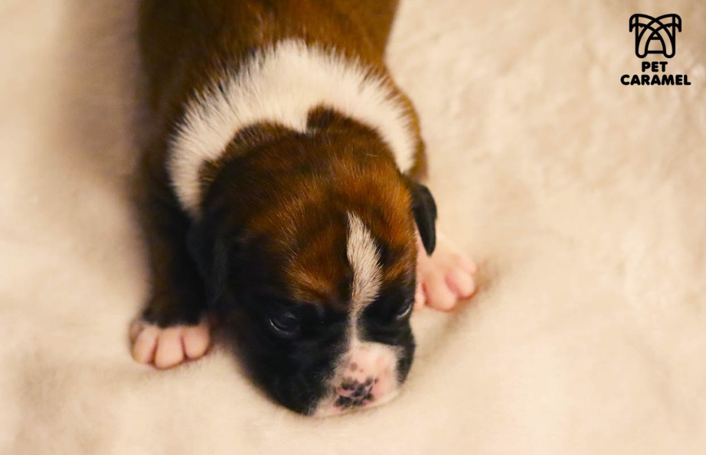 AKC Male Boxer Puppy for Sale
