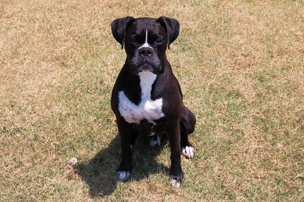 dark brindle "black" boxer dog