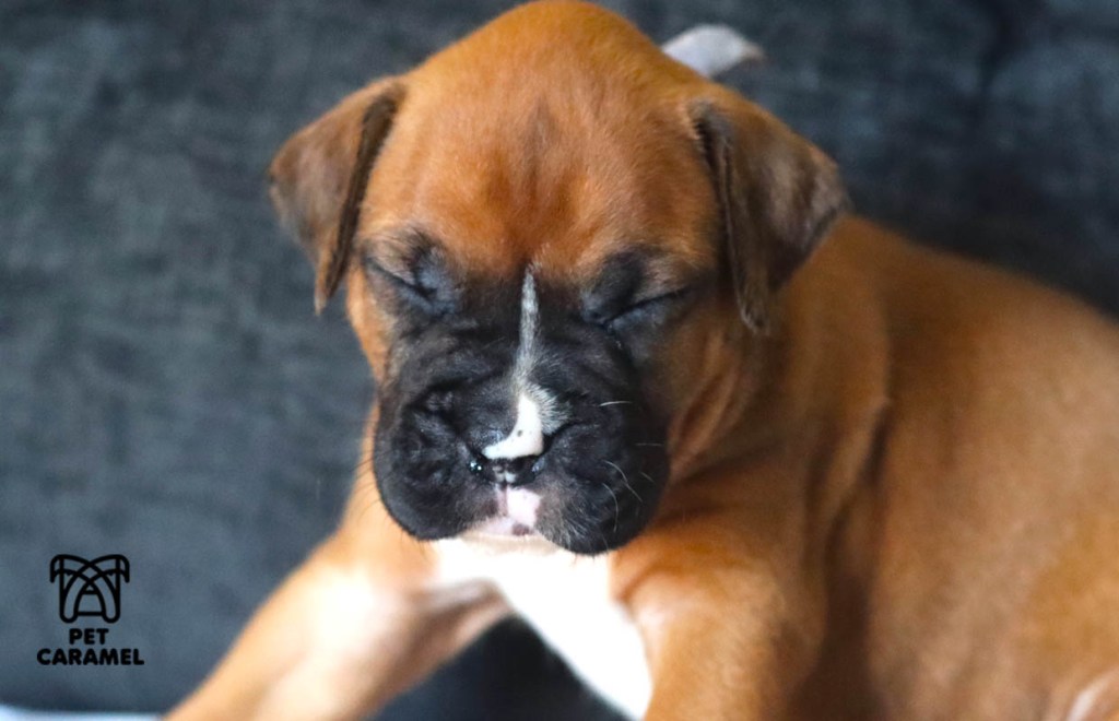 Boxer puppy AKC in California, bay area. Female Fawn closing her eyes