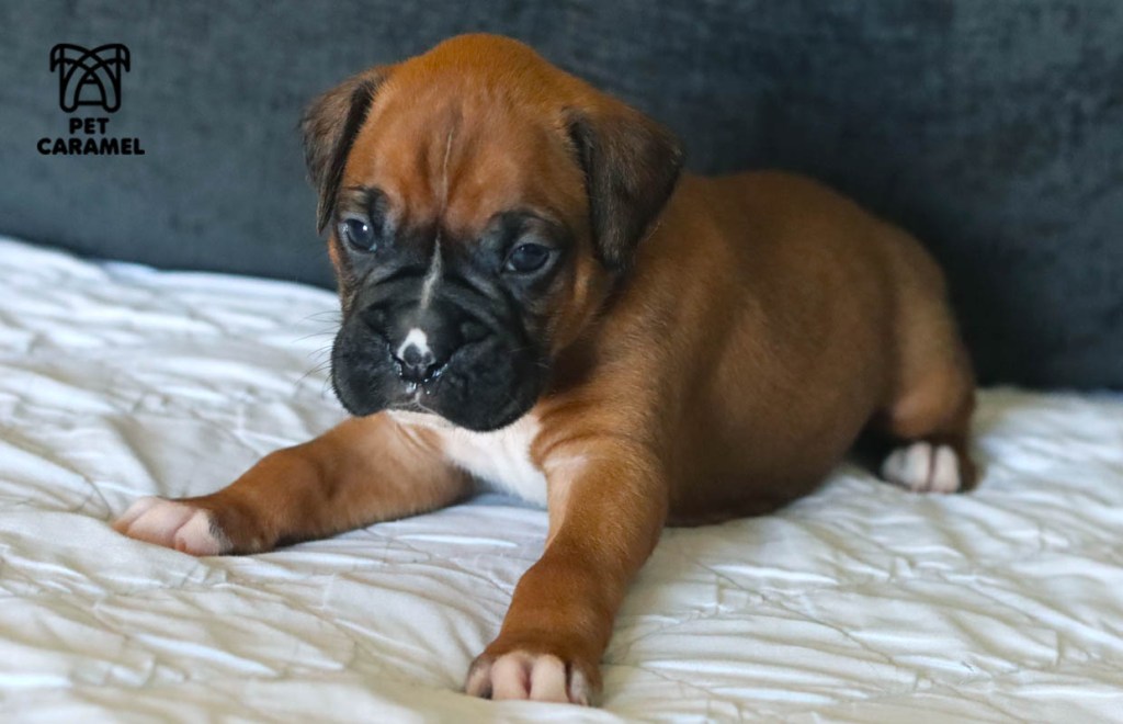 Price of a Boxer dog in California