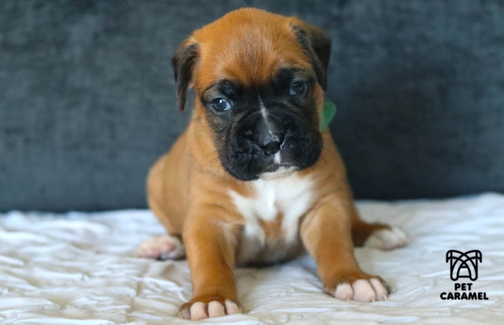 Male Boxer puppy AKC in California, San Francisco for sale
