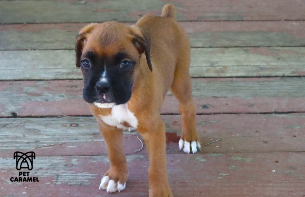 Cute Boxer Male  puppy AKC in California, San Francisco for sale
