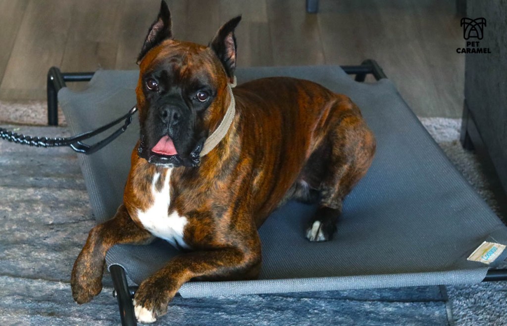 Beautiful boxer  Male Brindle - Pet Caramel Boxer Breeder in California Bay Area