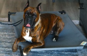 Male boxer that is perfect for family protection