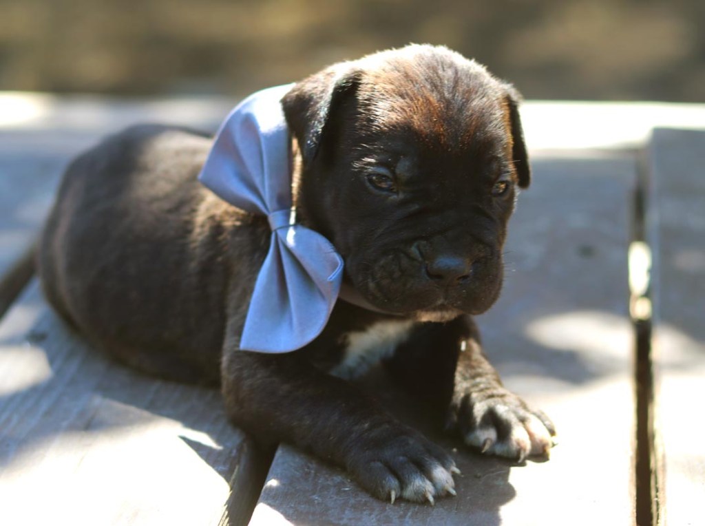 Cane Corso Puppies in the Bay Area