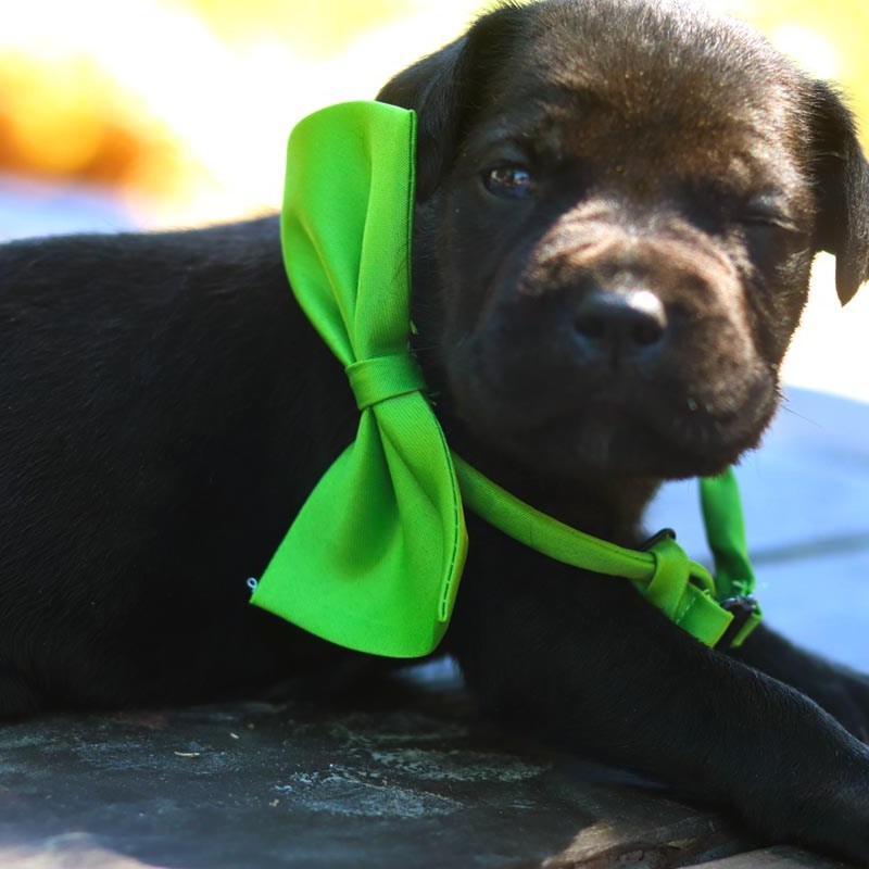 The Beginning of a Cane Corso&nbsp;Adventure
