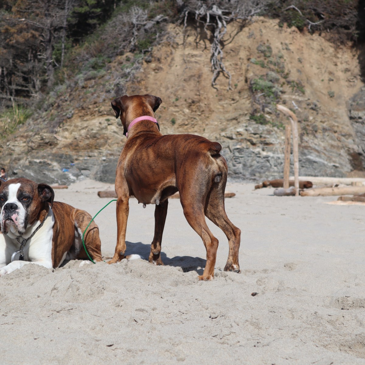 Male vs. Female Boxer Dog: Which is Right for&nbsp;You?