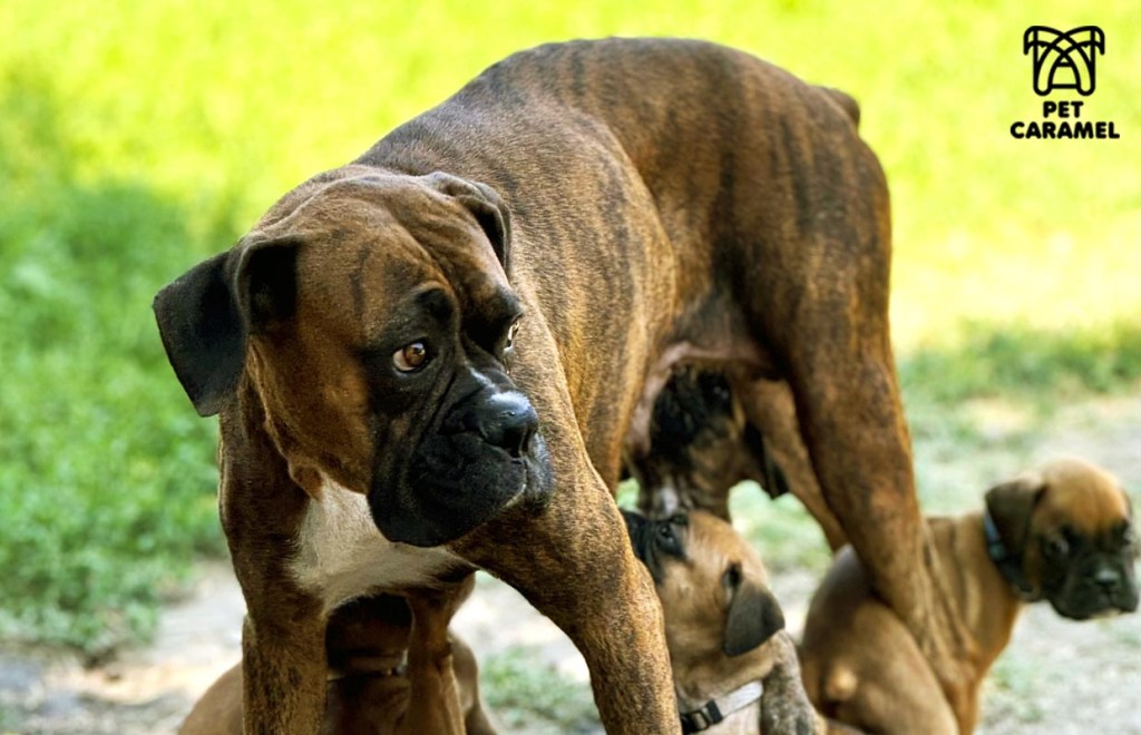 pamfis brindle boxer