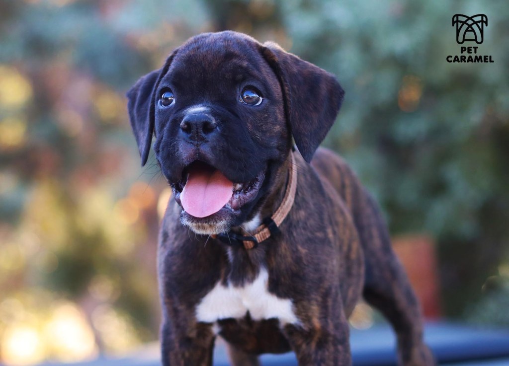 Boxer Puppy for Sale in California AKC