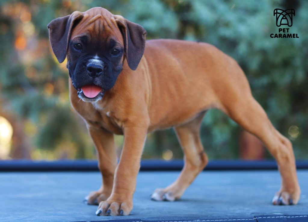 Boxer puppy female for sale