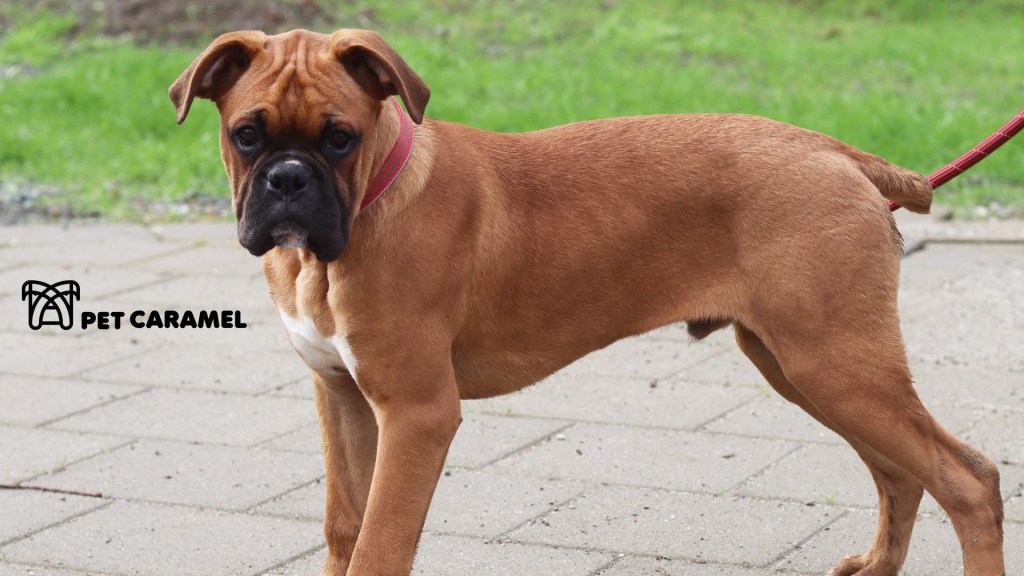 protect and guard family dog - Boxer