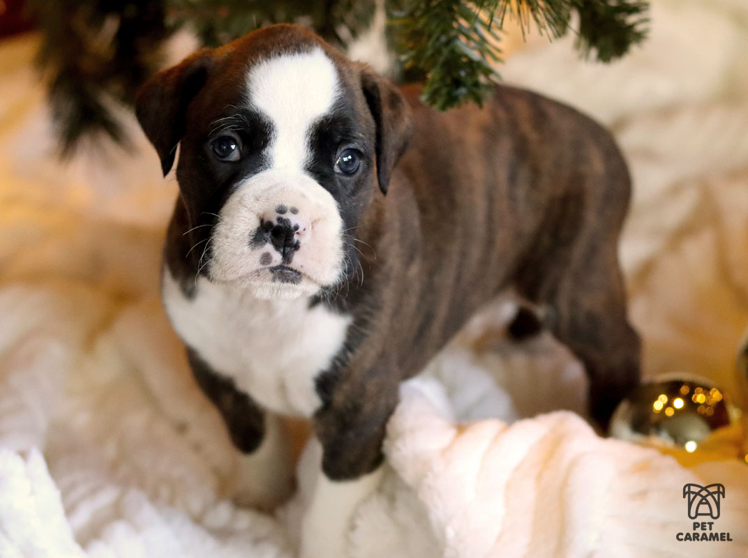 boxer puppy male brindle for sale california