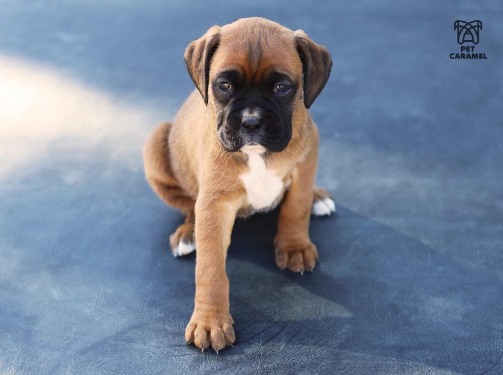 Female Boxer Puppy fawn akc for sale