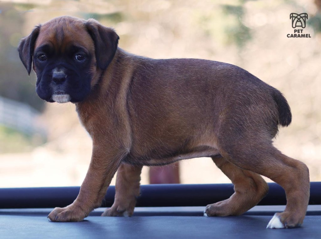 Female Boxer Puppy fawn akc for sale cute