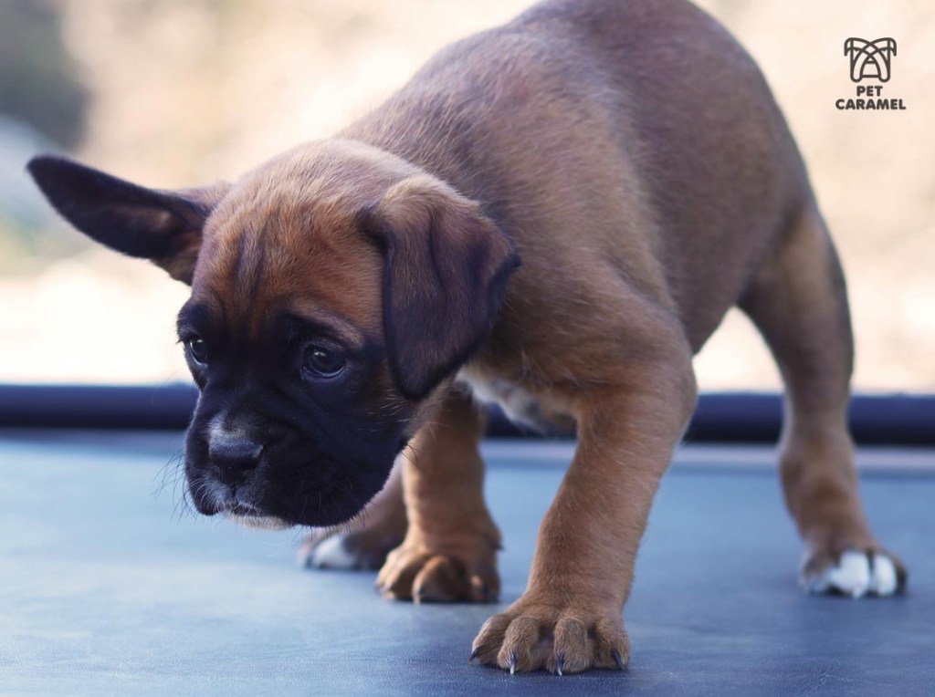 Female Boxer Puppy fawn akc for big ears