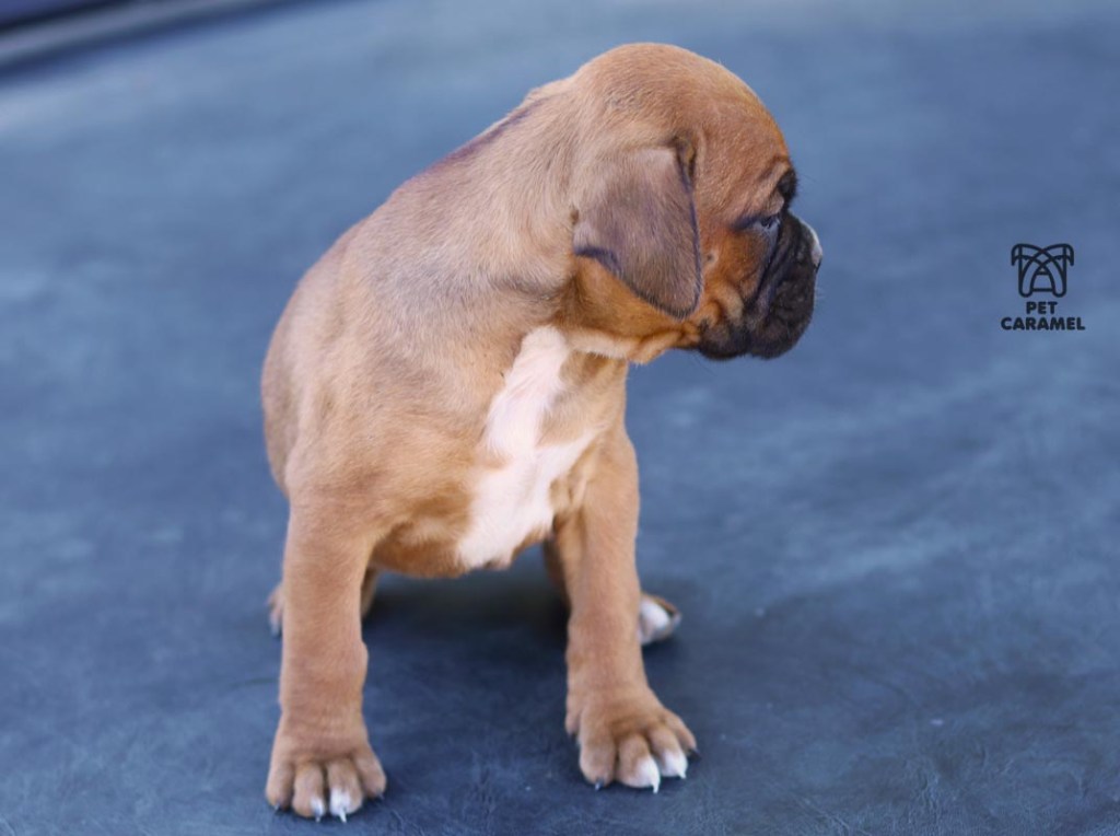 female boxer fawn akc 